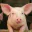 Photo de profil de Cochon