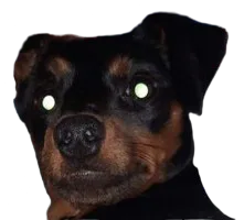 :chiensurpris: