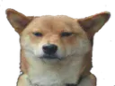 :chien_blase: