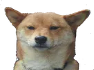 :chien_blase: