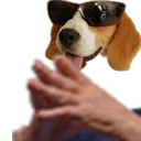 :ChienMain: