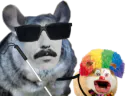 :Hamster_chien_aveugle: