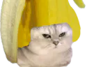 :chatbrushingbanane1: