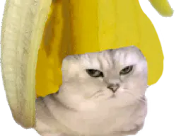 :chatbrushingbanane1: