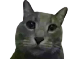 :chat_gris: