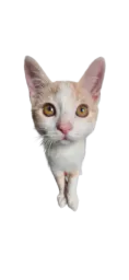 :Mini_chat: