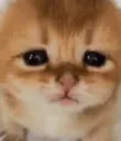 :Chaton_fou: