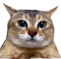 :chat_rougit: