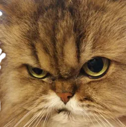 :Chat_un_Probleme_: