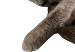 :chat_geant2: