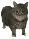 :catgif: