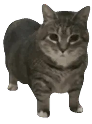 :catgif: