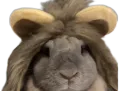 :Lapin_lion: