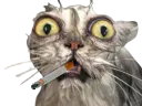 :chat_mouille: