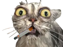 :chat_mouille: