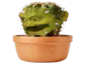 :Risi_Cactus: