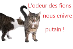 :odeurdufion: