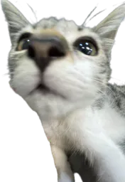 :Chat_ecouter: