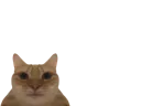 :MicroChat: