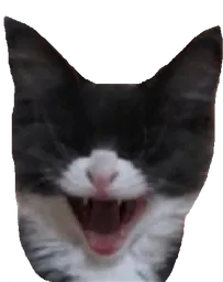 :Chat_rire_moqueur: