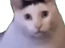 :catto_wut: