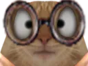 :chat_louche_: