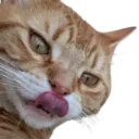 :Chat_Seulet_leche:
