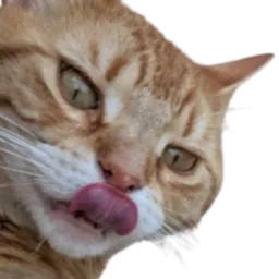 :Chat_Seulet_leche: