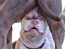 :testichien: