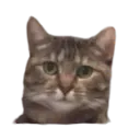 :Chati: