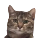 :Chati: