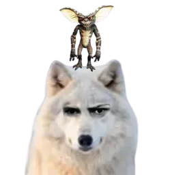 :Loup_gremlins: