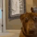 TeddisIexique