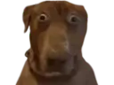 :Teddi: