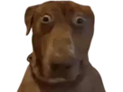 :Teddi: