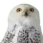 :Orly: