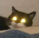 :Chat_lumiere: