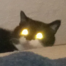 :Chat_lumiere: