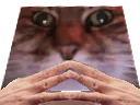 :Dilemme_chat: