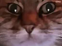 :chat_zoom_rugir: