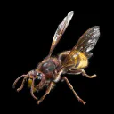 VespaCrabro