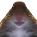 Hamster