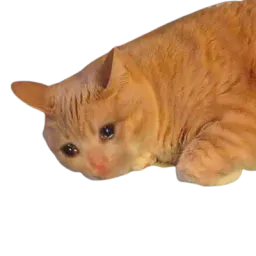 :Sad_cat: