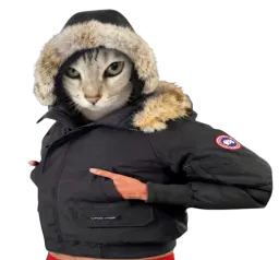 :Canada_cat:
