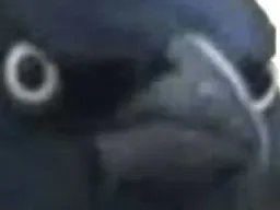 :Corbeau_: