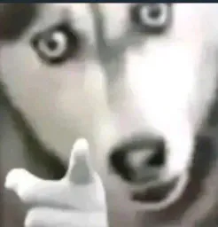 :husky_doigt: