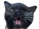 :Chat_miaule: