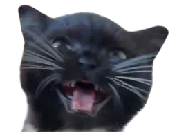 :Chat_miaule: