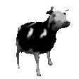 :polishcow: