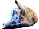 :bagubiz_indecente: